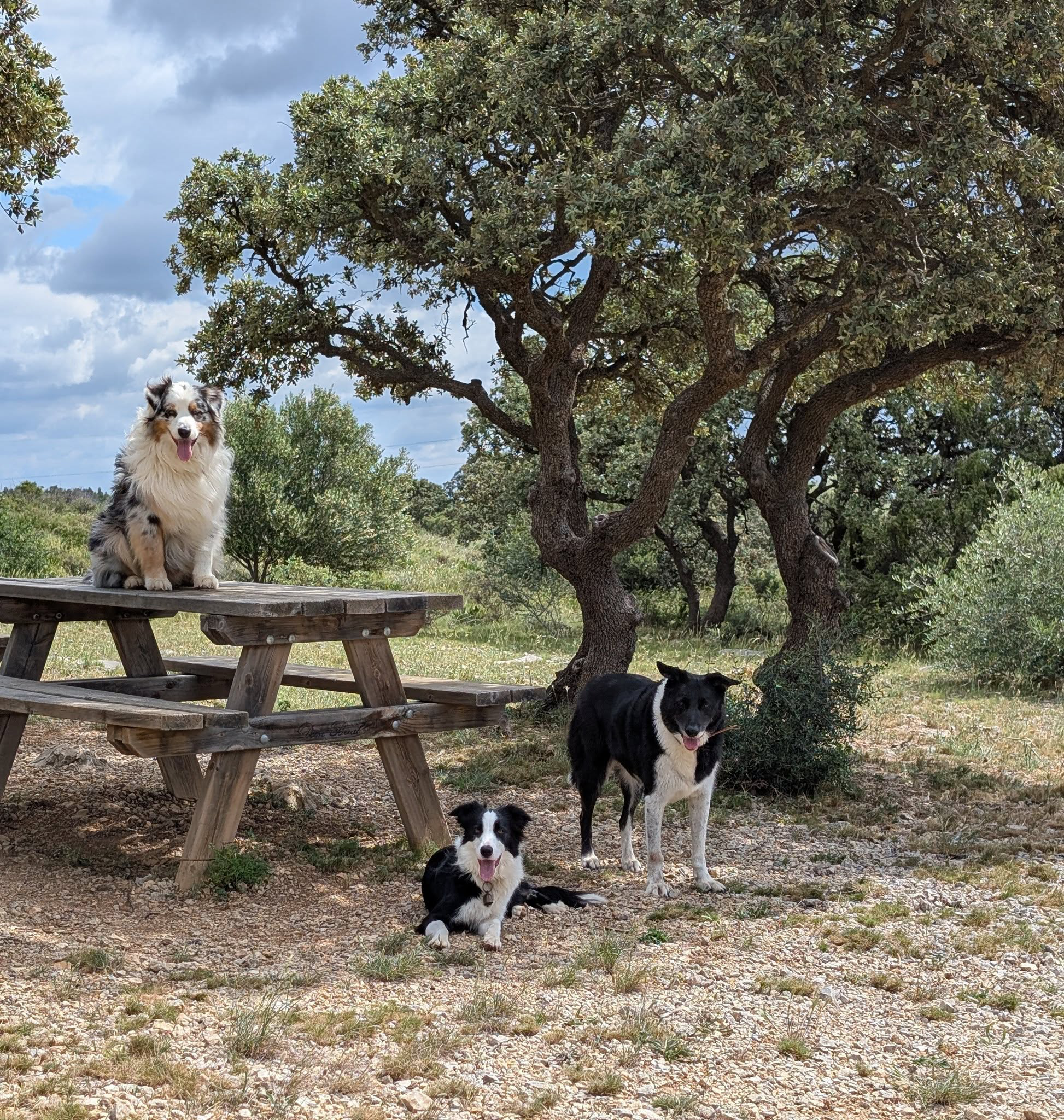 Chiens lors d’une balade en pleine nature