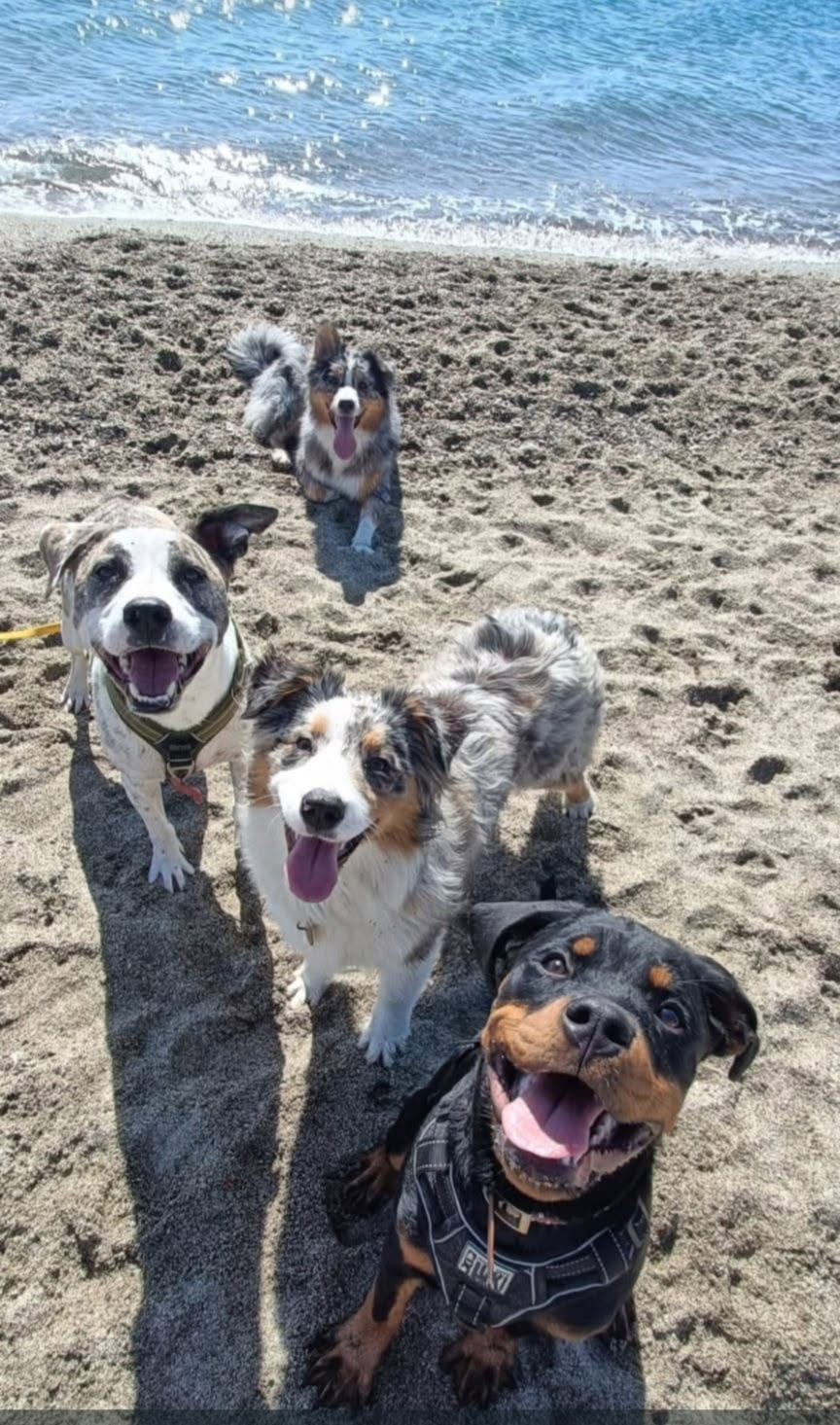 Chiens sur la plage pendant les vacances
