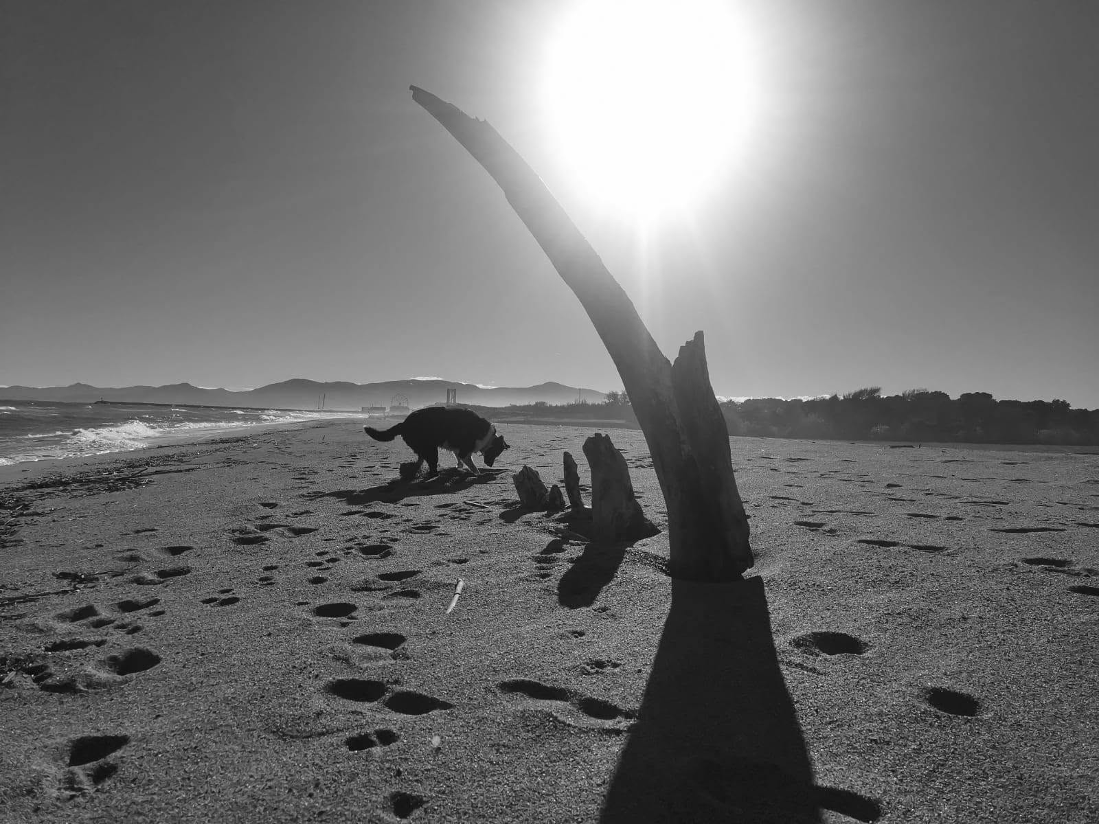 Chien sur la plage au lever du soleil