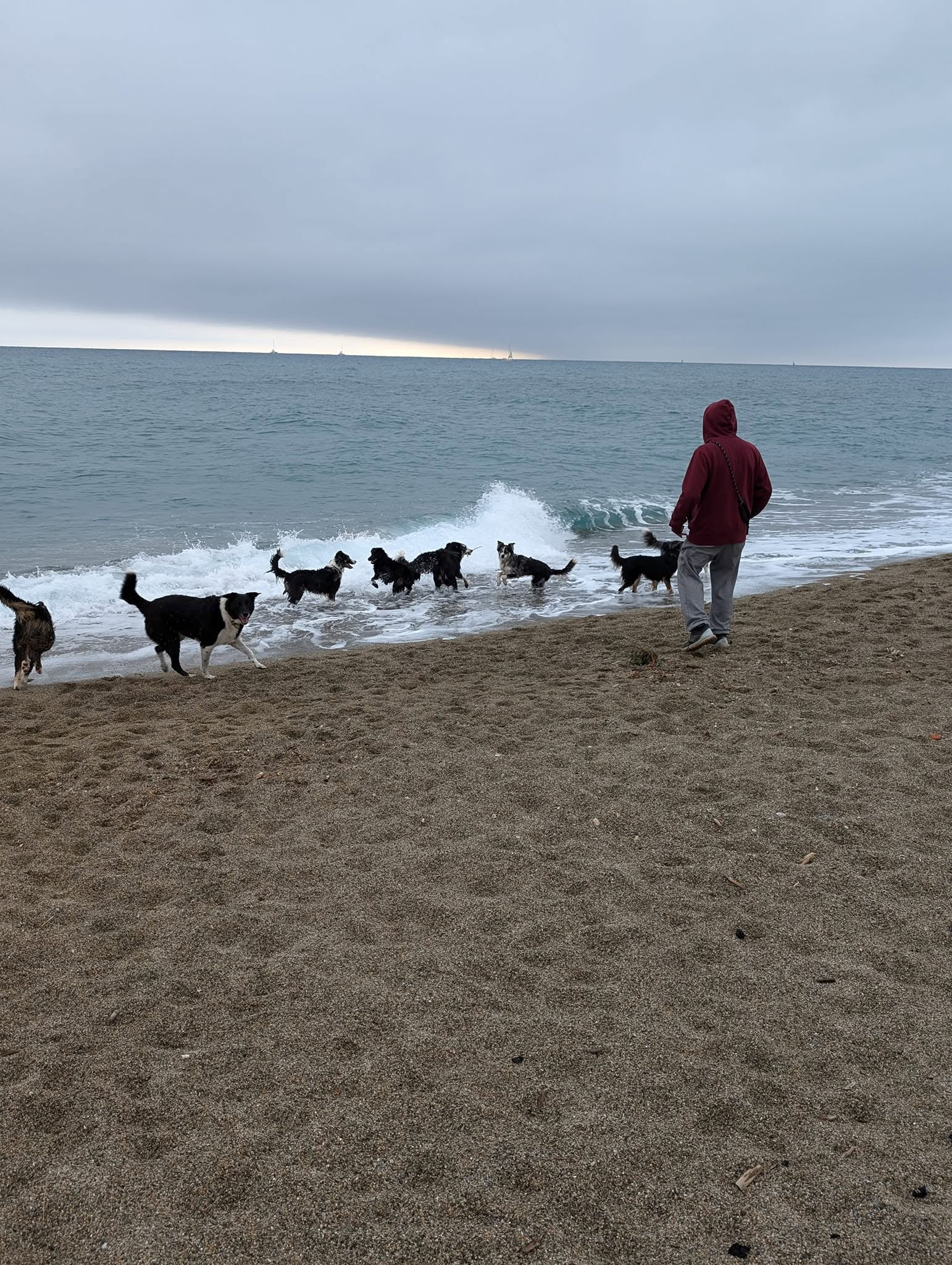 Chiens jouant dans les vagues lors d’une balade