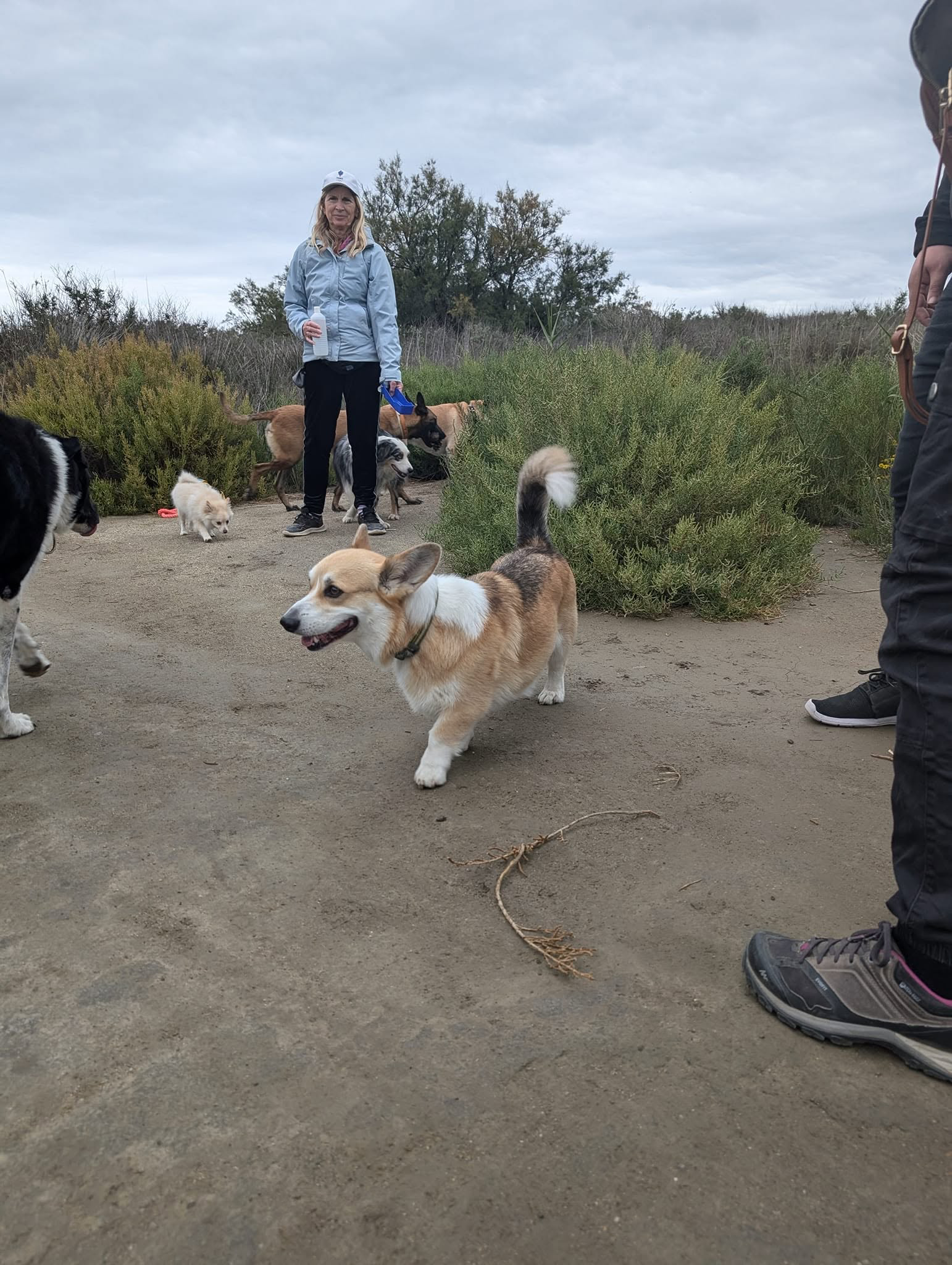 Balade collective avec les chiens