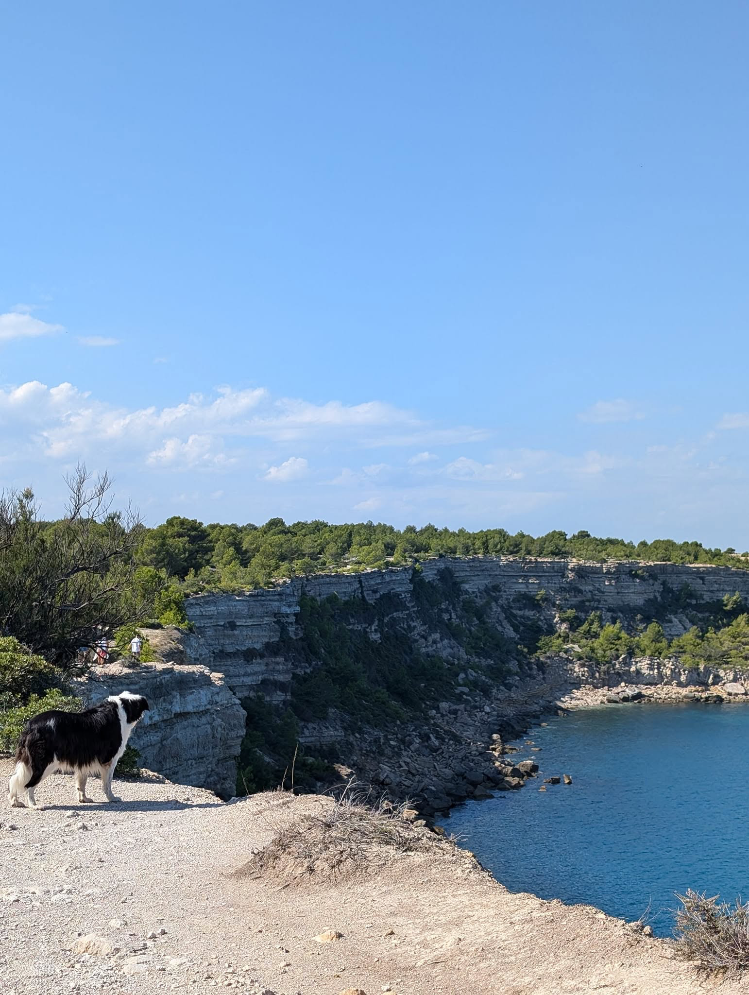 Chien contemplant une crique lors d’une balade ASCAMAC
