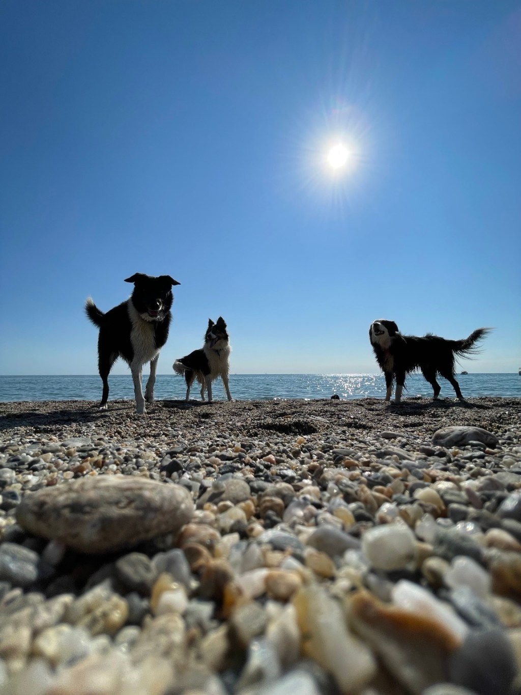 Trois chiens sur une plage de galets face à la mer sous un ciel bleu ensoleillé.