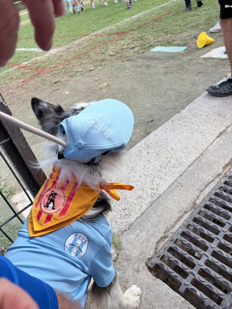 Un chien portant une casquette et un foulard aux couleurs du BECE lors de la journée à Baixas.